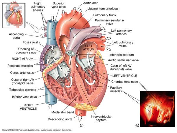 conus arteriosus heart