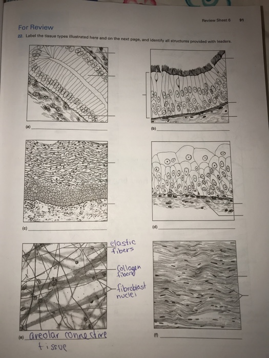 Solved Label the tissue types and identify all structures | Chegg.com