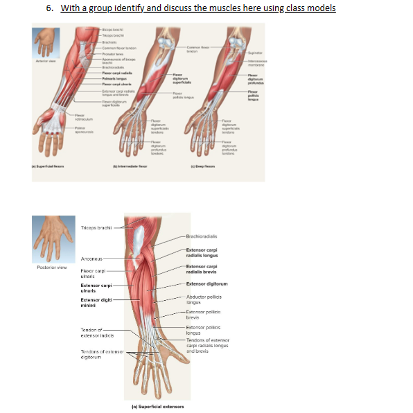 Solved 6. With a group identify and discuss the muscles here | Chegg.com