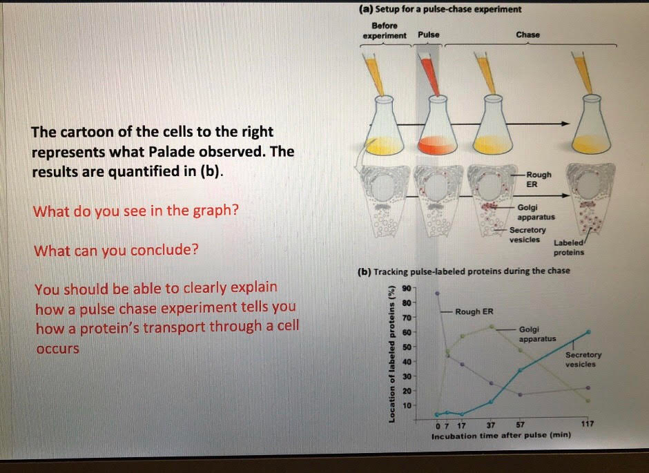 pulse chase experiment biology discussion