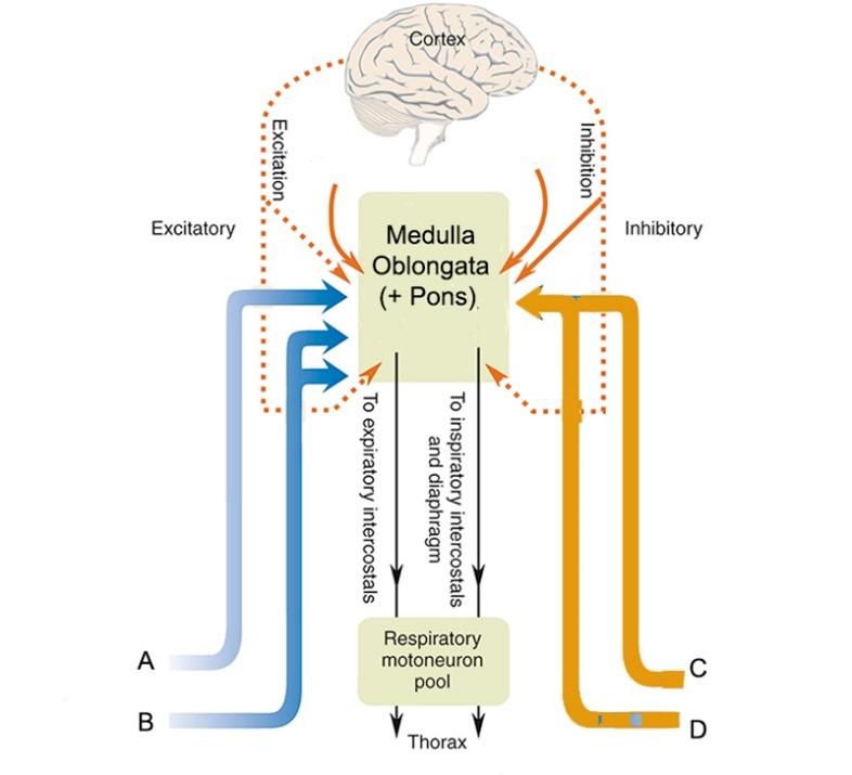 Solved Cortex Excitation Inhibition Excitatory Inhibitory | Chegg.com