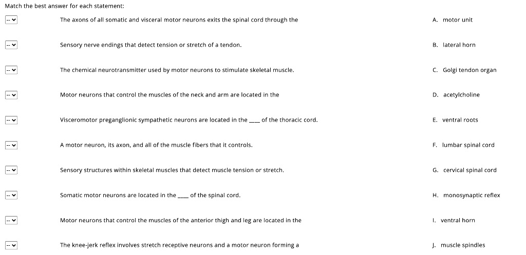 Solved Match the best answer for each statement: The axons | Chegg.com