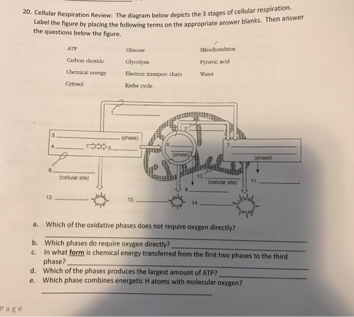 Solved spiration Review: The diagram below depicts the 3 | Chegg.com