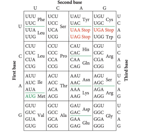 Solved Асс UUG AGA UUA AGG AGU GCA CGA CCA UCA ACA GUA GCC