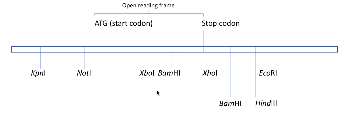 Solved Your goal is to insert a PCR product containing an | Chegg.com