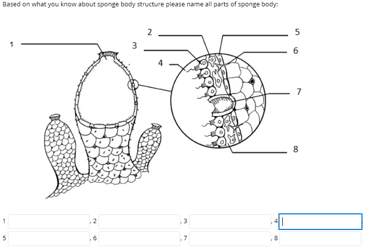 Solved Based on what you know about sponge body structure