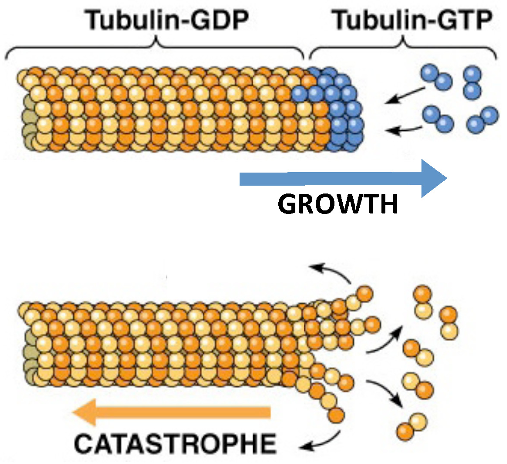 solved-tubulin-subunits-are-g-proteins-when-they-are-bound-chegg