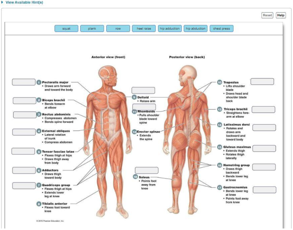 solved-part-b-choosing-exercises-for-various-muscle-gro