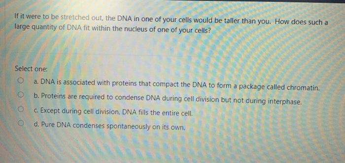 Solved If it were to be stretched out, the DNA in one of | Chegg.com