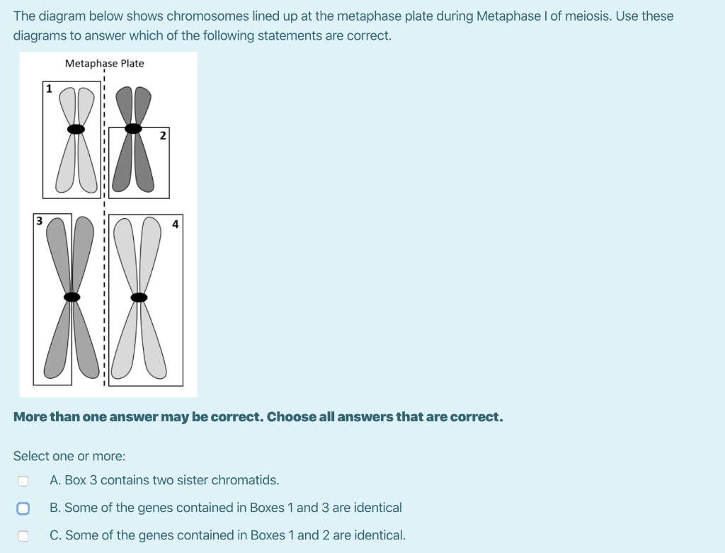 Solved The diagram below shows chromosomes lined up at the | Chegg.com