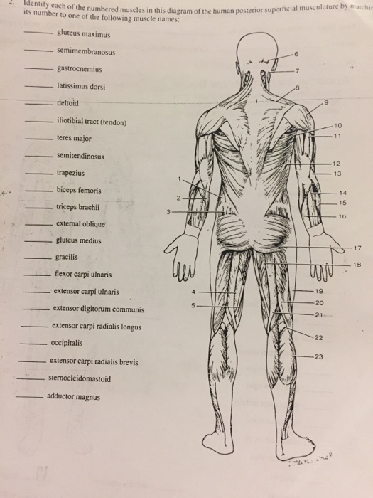 Human Body Muscle Names - Solved: Identify Each Of The Numbered Muscles