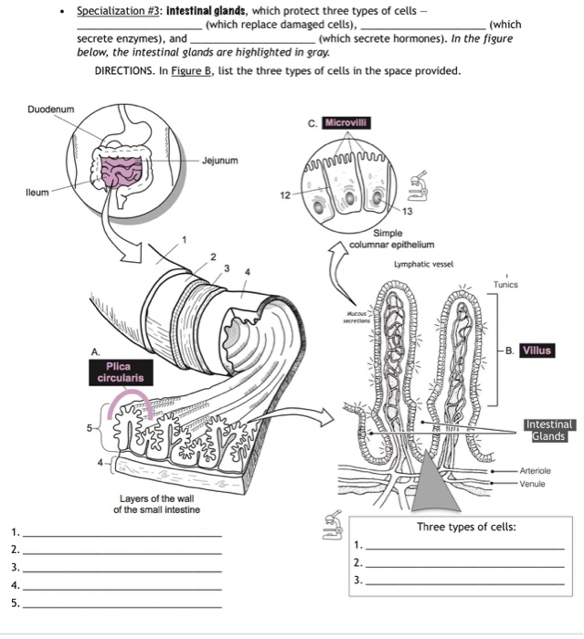 Solved Specialization #3: intestinal glands, which protect | Chegg.com