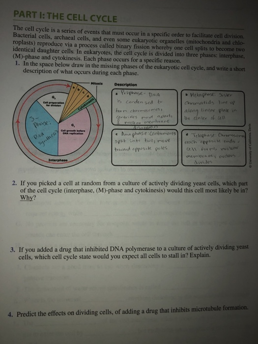 Solved PART I: THE CELL CYCLE The cell cycle is a series of | Chegg.com