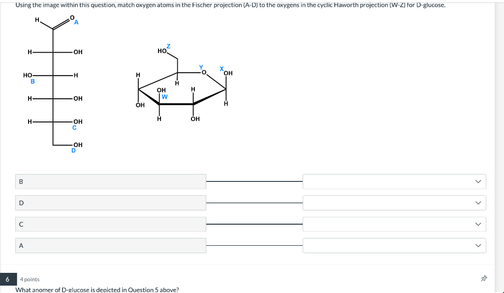 Solved 4 points What anomer of D-glucose is deoicted in | Chegg.com