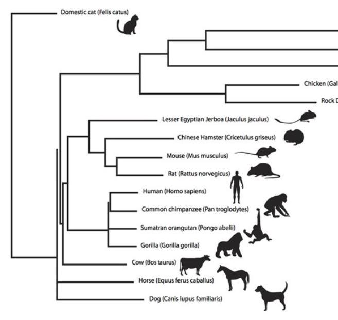 Solved The above phylogenetic tree shows the genetic | Chegg.com