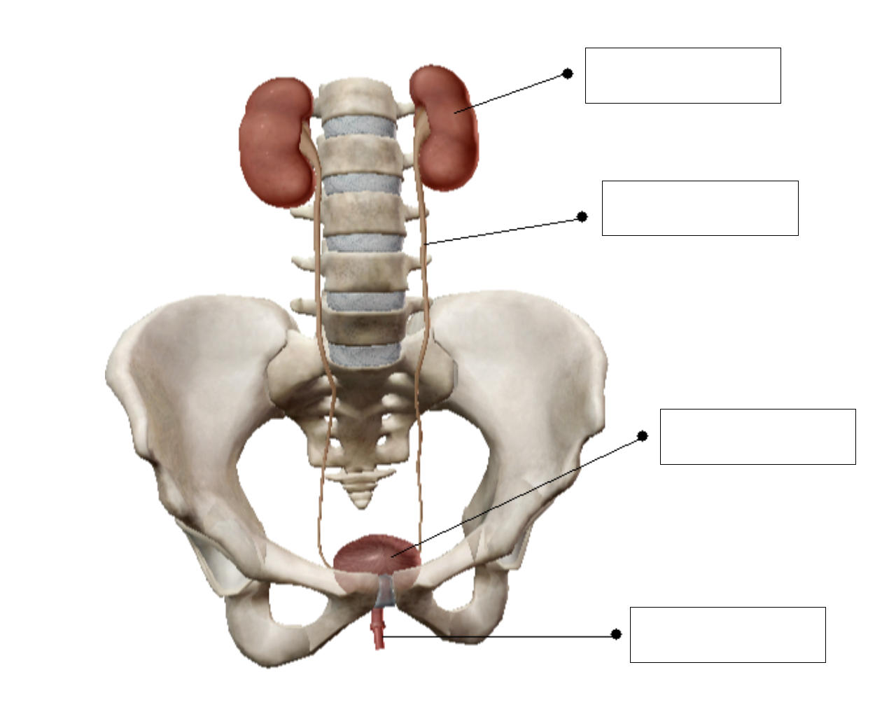 Solved 3 Nephron Anatomy Creatinine, ammonia, and