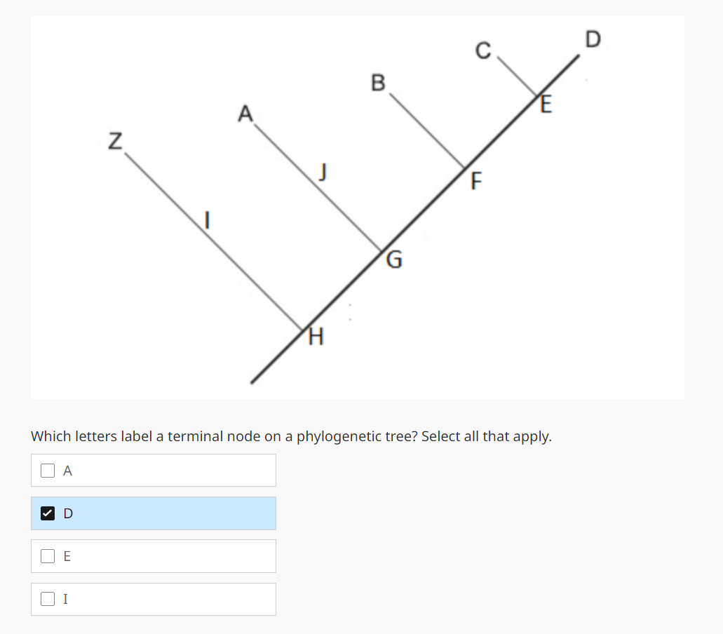 Solved Which letters label a terminal node on a phylogenetic | Chegg.com