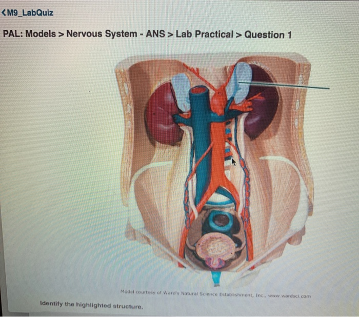 Solved Nervous System - ANS > Lab Practical > Question 1 | Chegg.com”><br /> <span><i>Source Image: chegg.com</i></span> <br /><a href=