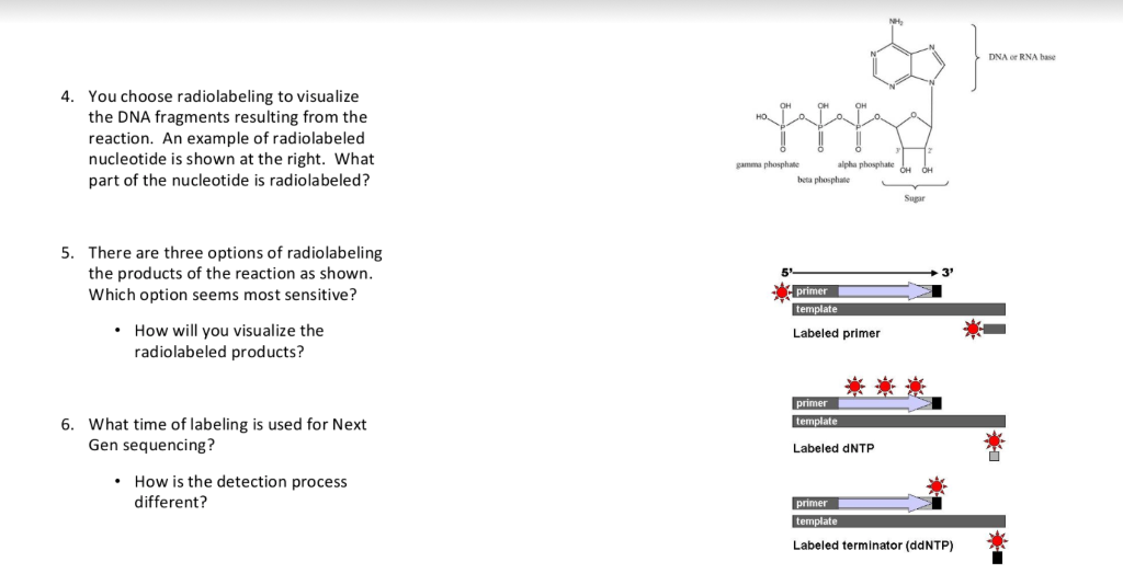 DNA ORNA 4. You choose radiolabeling to visualize the