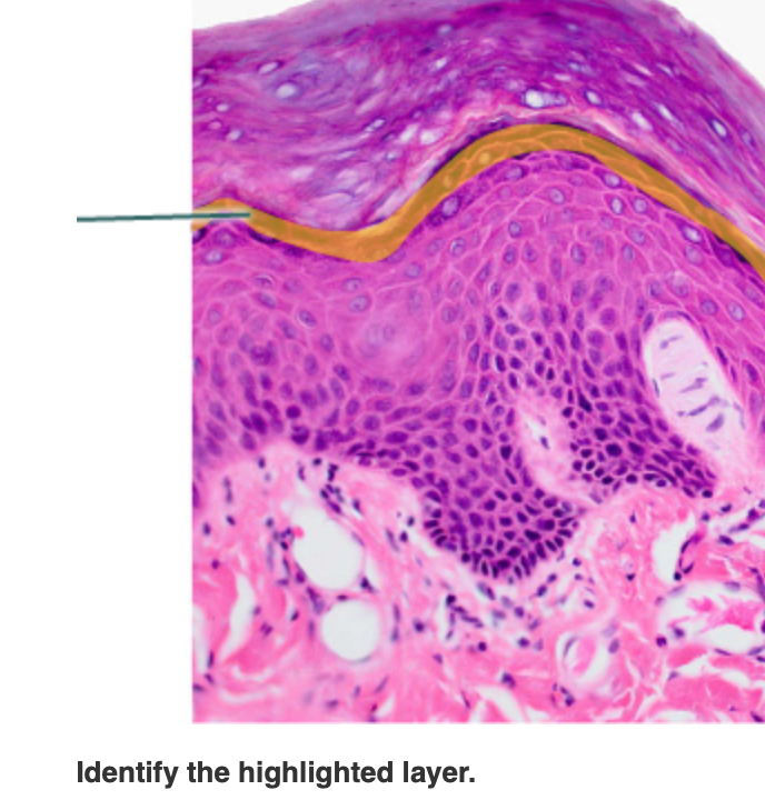 Identify the highlighted layer.