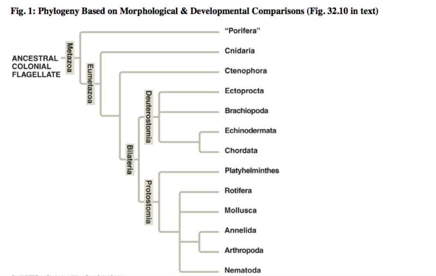 Solved Porifera Cnidaria Platyhelminthes Nematoda Annelida | Chegg.com