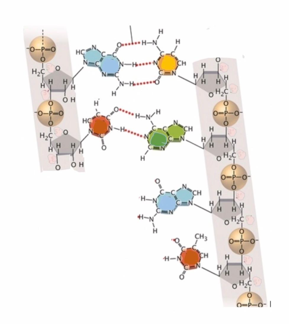 Solved In Order To Complete The Strand On The Left The 