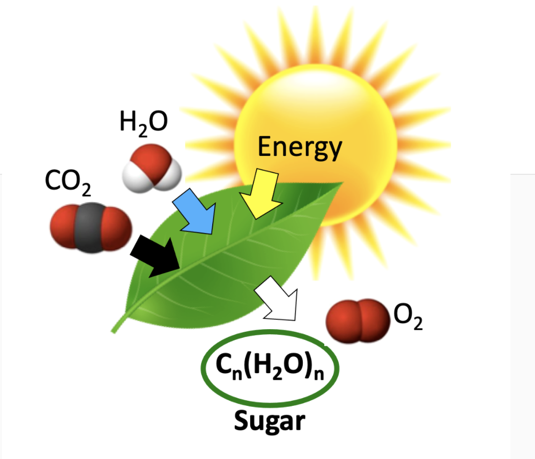 Solved H20 Energy CO2 02 C (H20) Sugar The cartoon above 