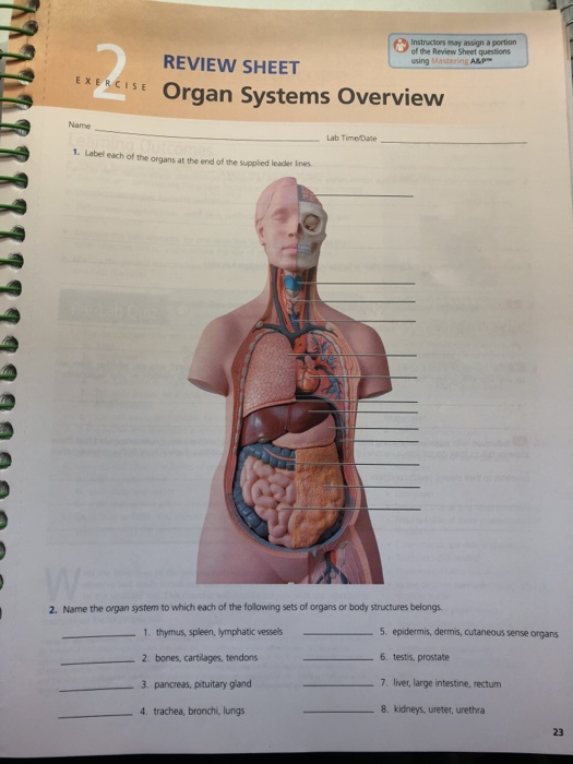 What Organ System Does The Pancreas Belong To - 1tkmdesign