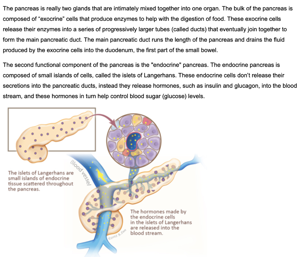 Solved Prompt The Pancreas Has Both Endocrine And Exocrine Chegg Com