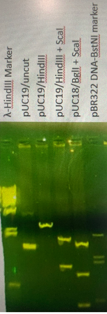 figure 4 puc19 digest puc19 plasmid