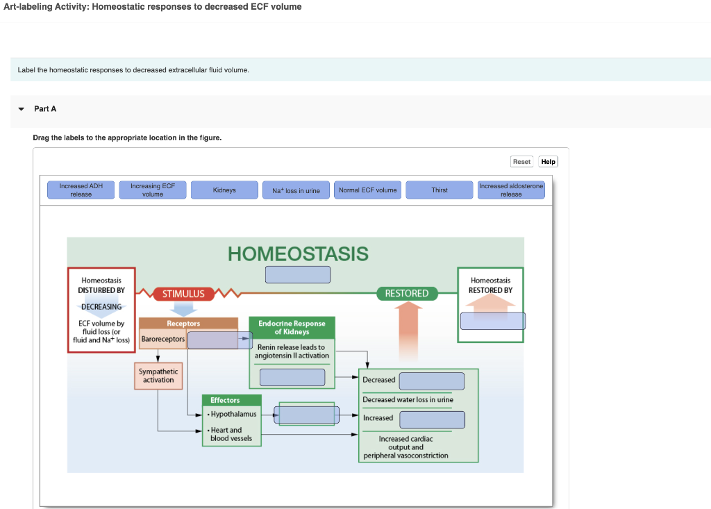 Solved Artlabeling Activity Homeostatic responses to