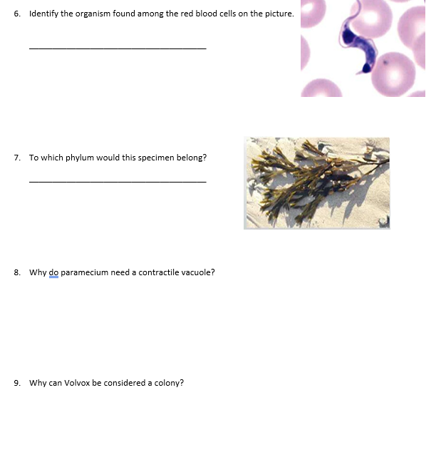 Morphology of S. epidermidis cells. Sources