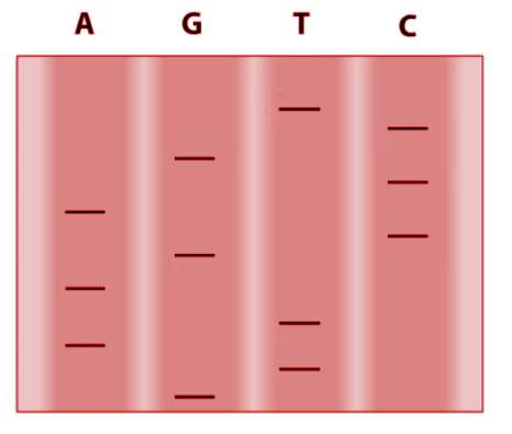 Solved You are given a short fragment of DNA to sequence. | Chegg.com