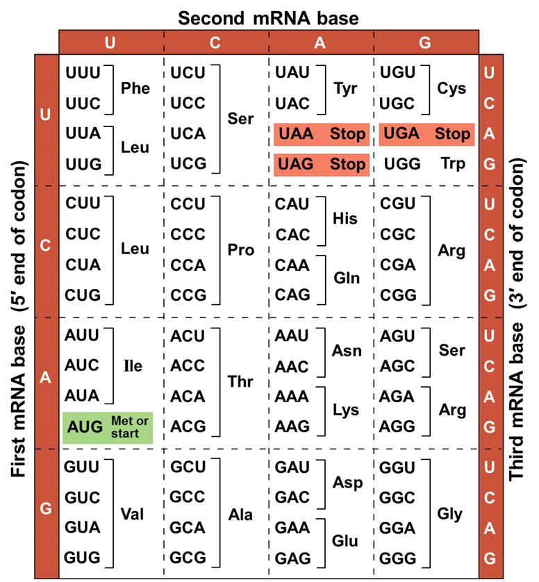 Solved Using the mRNA strand provided below, please do the | Chegg.com