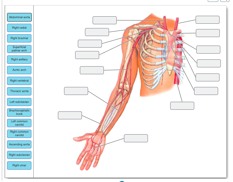 Solved Review the arteries of the chest and upper limb and | Chegg.com