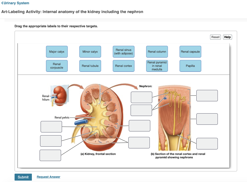 assignment on kidney