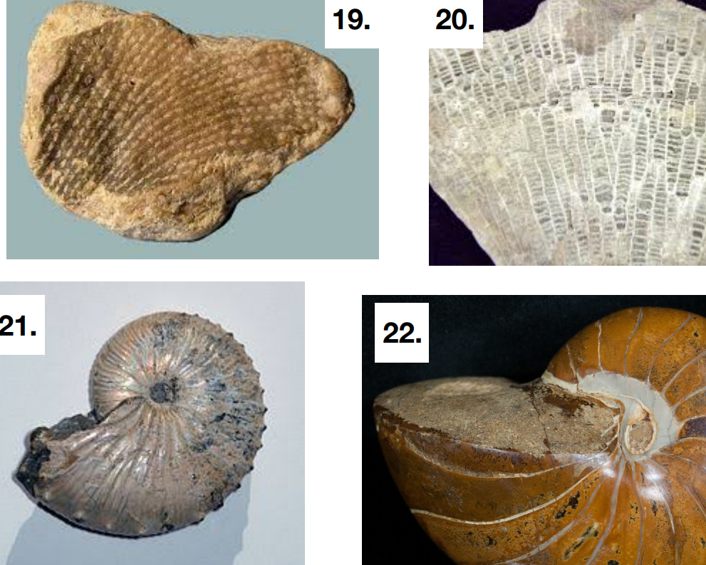 Solved 1. Identify all fossil specimens provided by your