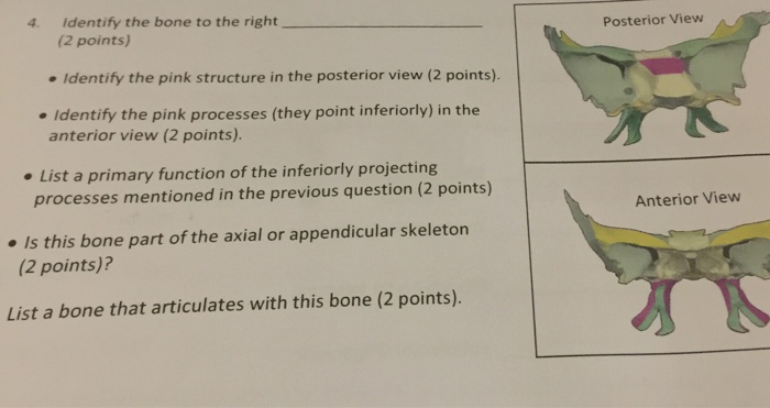 Solved 4. Identify the bone to the right Posterior View (2 | Chegg.com