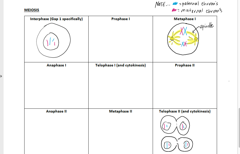 stages of mitosis and meiosis diagrams