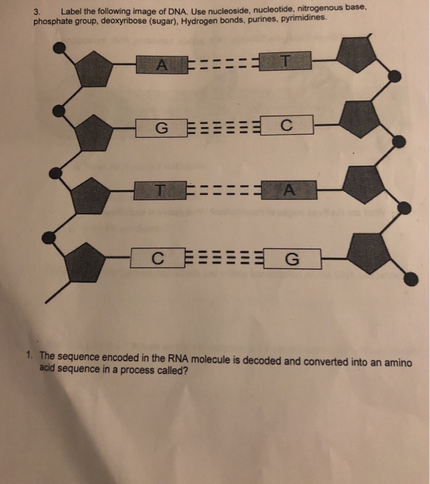 Solved 3. Label The Following Image Of Dna. Use Nucleoside, 