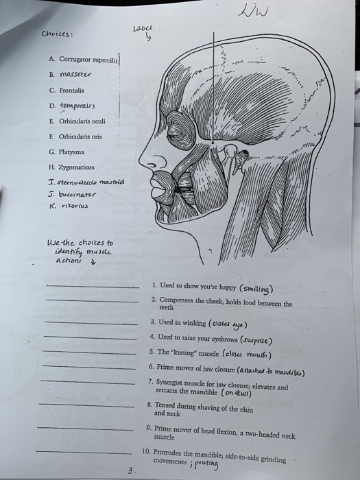 Solved Chuices A. Corrugator supercilii B. masseter C. Chegg