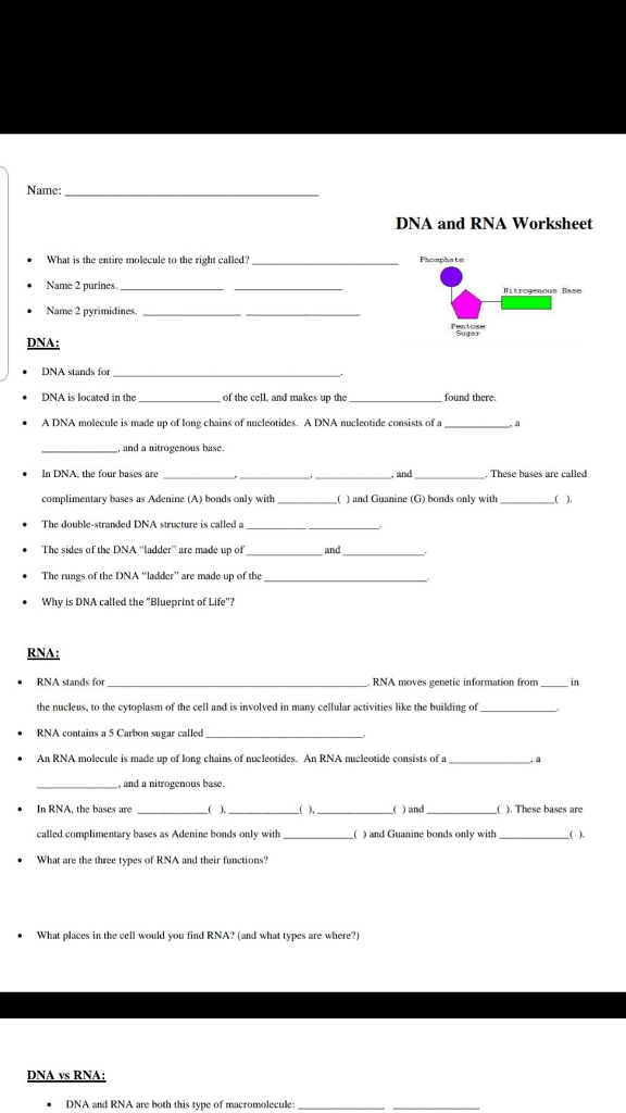 Solved Name: DNA and RNA Worksheet What is the entire Chegg com
