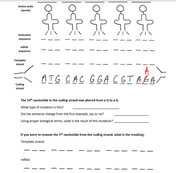 Solved Amino acids (words) LEEE 27 Anticodon sequence mRNA | Chegg.com