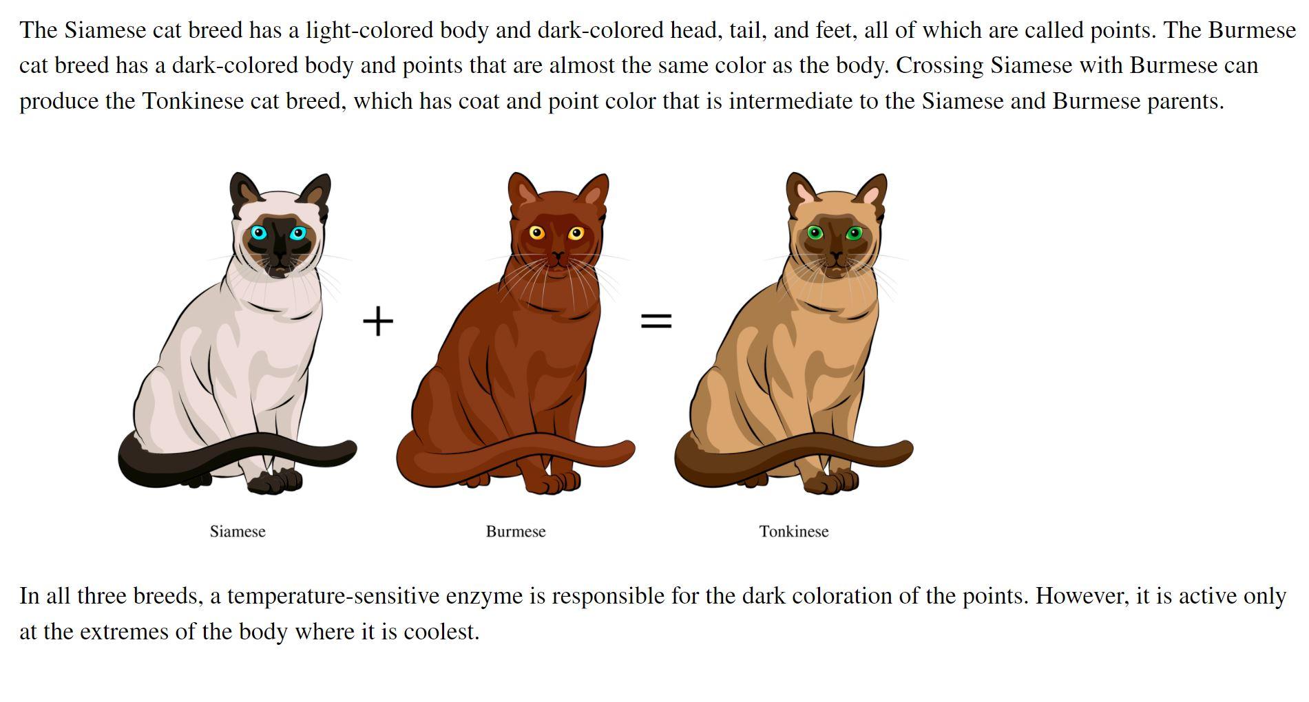 dark siamese cats