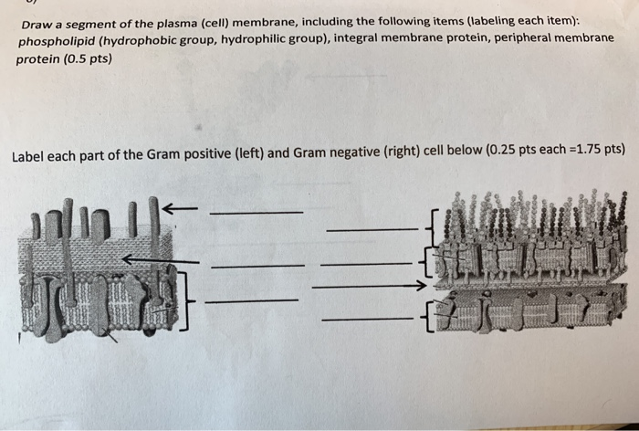 Solved Draw a segment of the plasma (cell) membrane, | Chegg.com