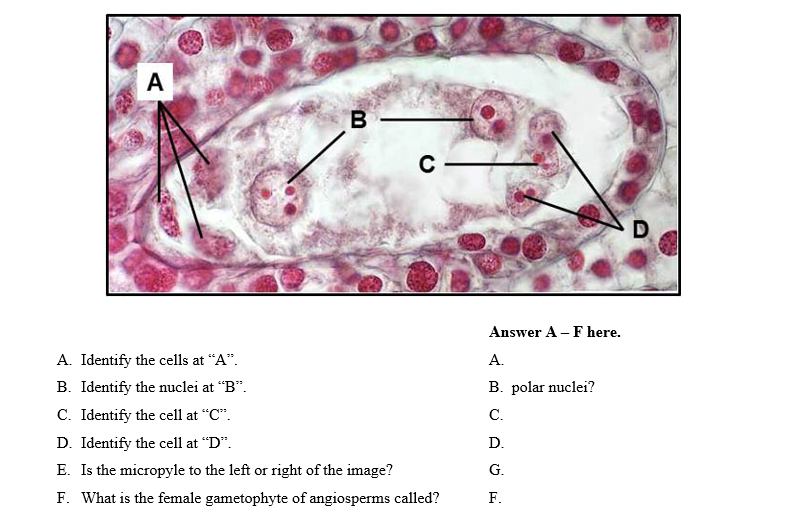 Solved What is the function of the structures at “A”? | Chegg.com