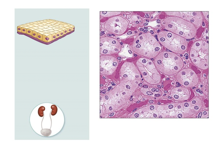 Solved Match the tissue shown with its function.option:1. | Chegg.com