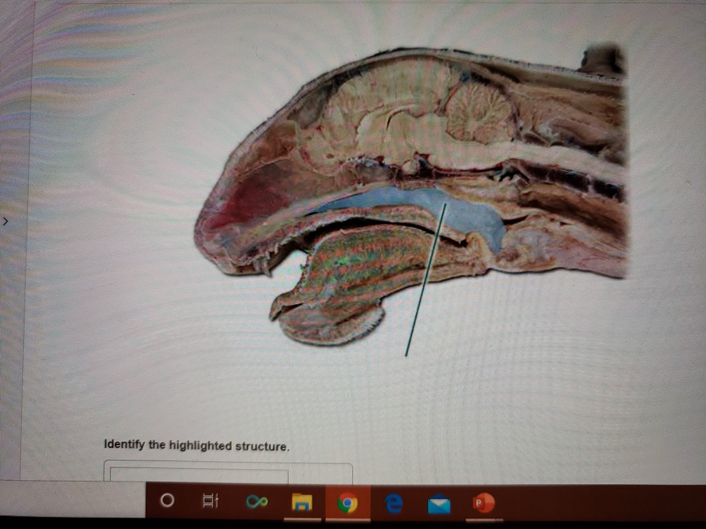 Identify The Highlighted Region Of The Small Chegg Com