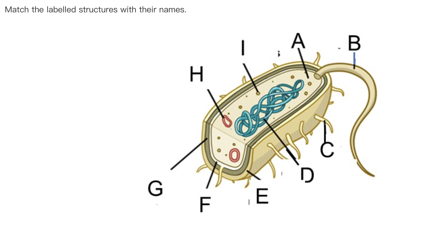 Solved Match the labelled structures with their | Chegg.com