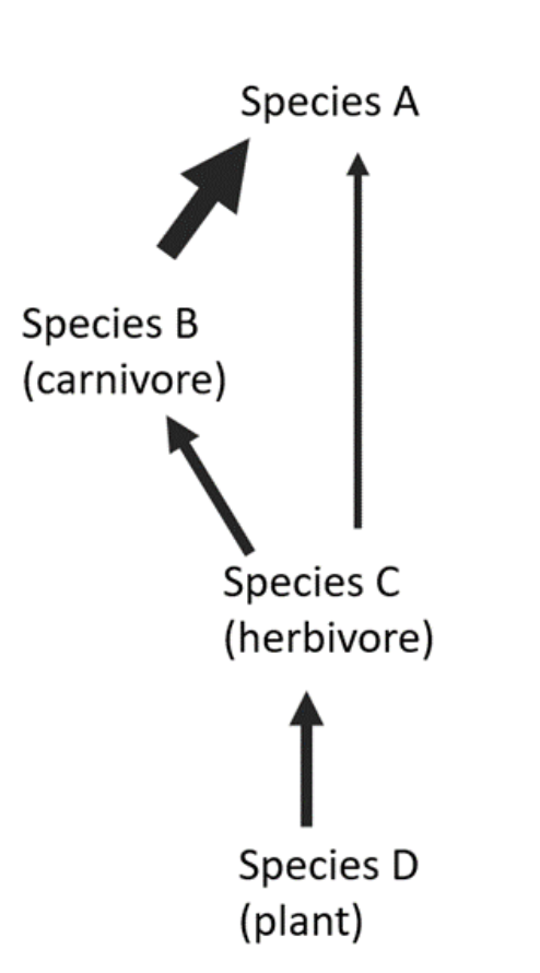 Species B
(carnivore)
Species A
Species C
(herbivore)
Species D
(plant)